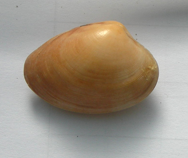 Venerupis aurea